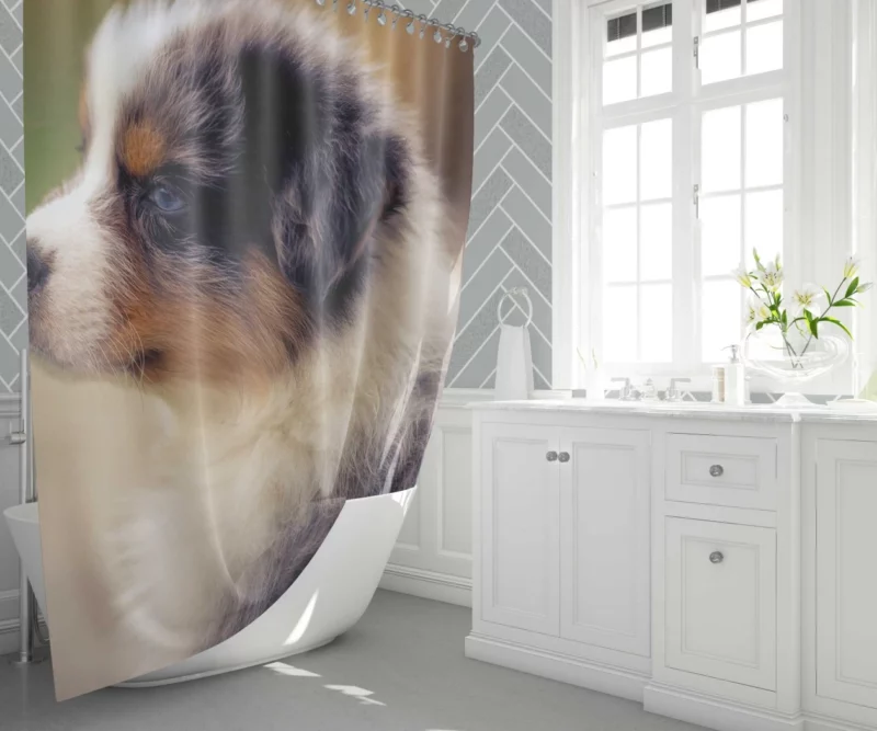 Aussie Shepherd Playful Antics Fuzzball Fun Shower Curtain 1