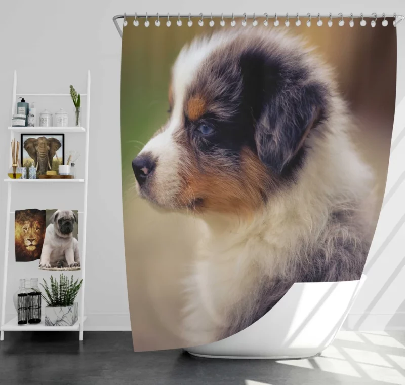 Aussie Shepherd Playful Antics Fuzzball Fun Shower Curtain