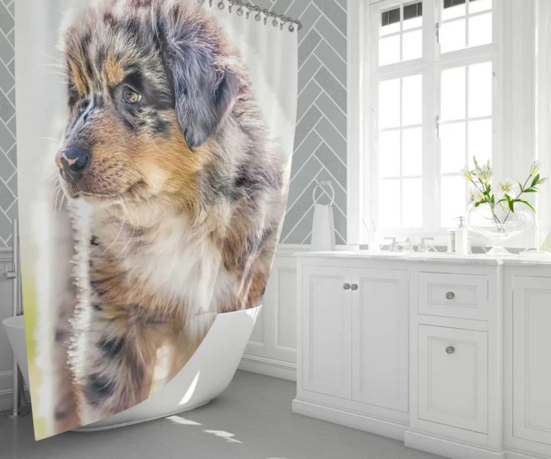 Aussie Shepherd Puppy Adventurous Innocence Shower Curtain 1