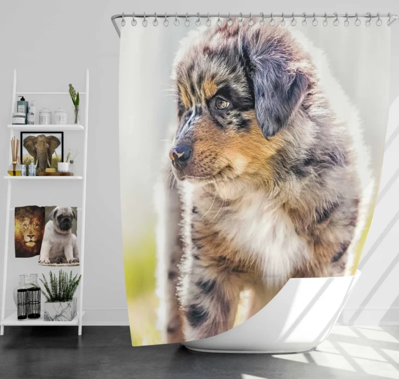 Aussie Shepherd Puppy Adventurous Innocence Shower Curtain