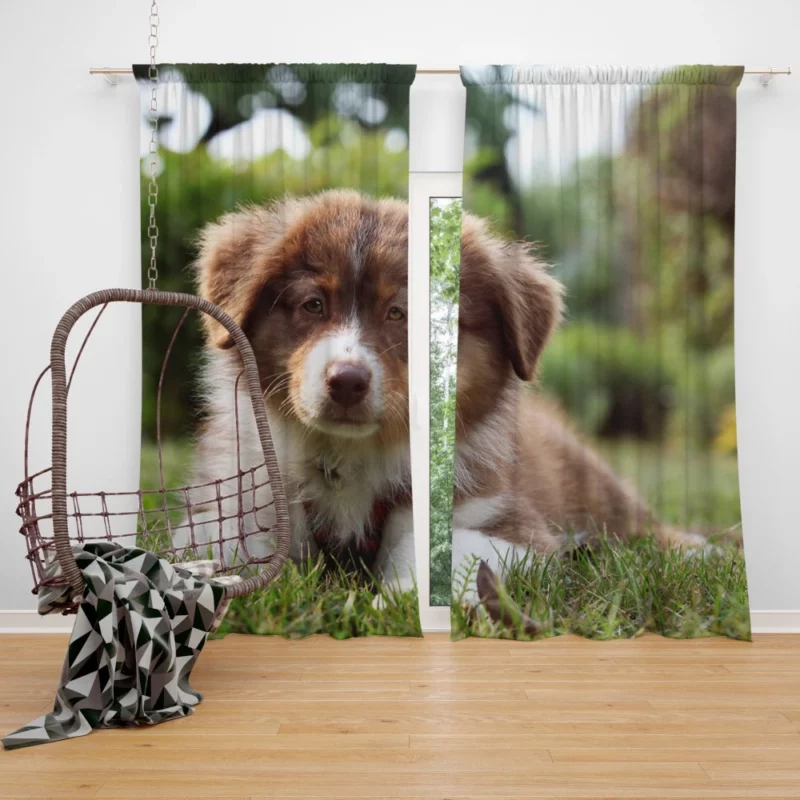 Aussie Shepherd Puppy Bokeh Adventure Curtain