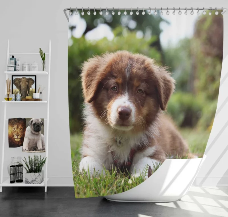 Aussie Shepherd Puppy Bokeh Adventure Shower Curtain