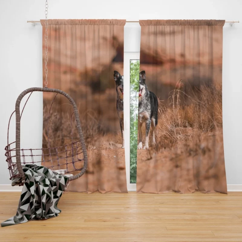 Australian Cattle Dog Amidst Bushes Curtain