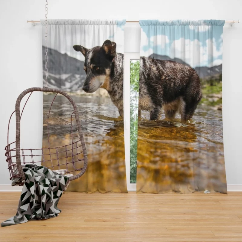 Australian Cattle Dog River Adventure Curtain