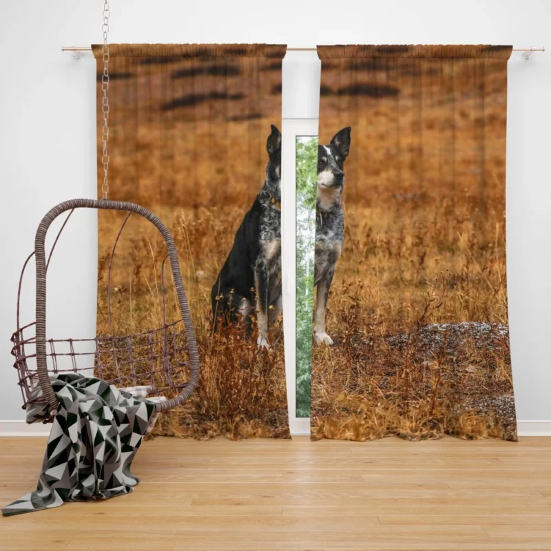 Australian Cattle Dog in Wilderness Curtain