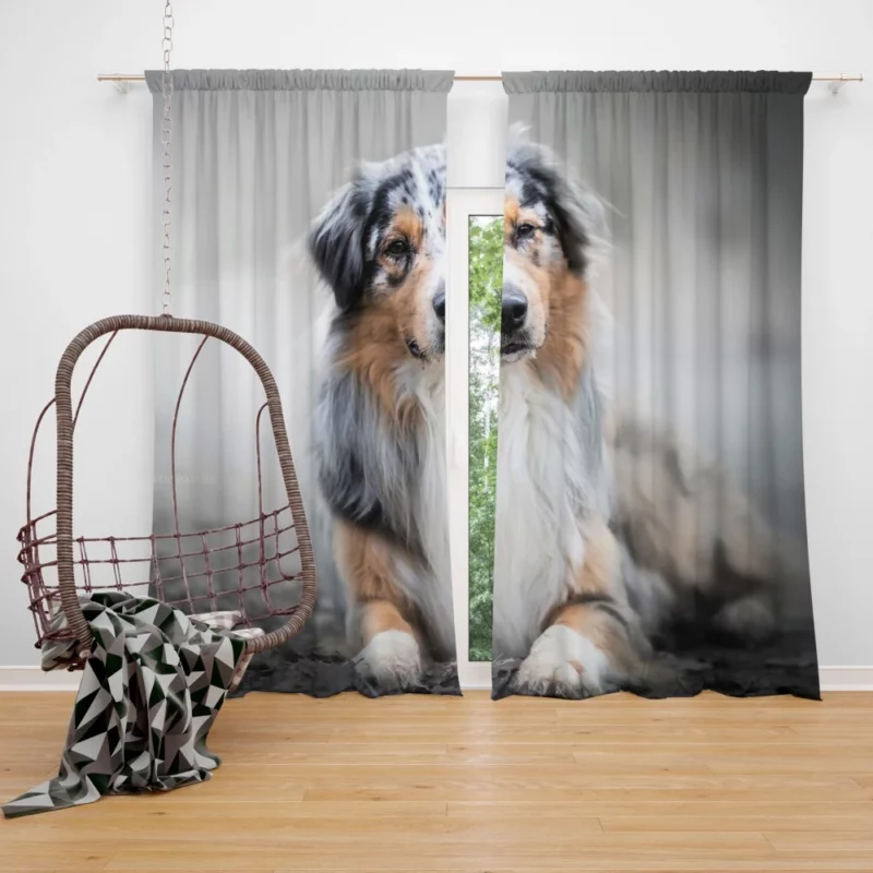 Australian Shepherd Adorable Charm Curtain