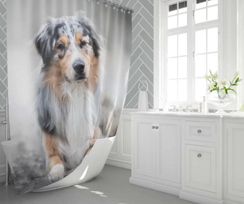 Australian Shepherd Adorable Charm Shower Curtain 1