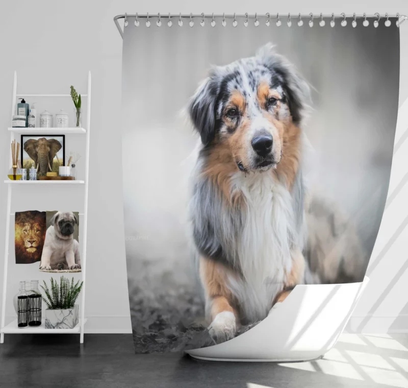 Australian Shepherd Adorable Charm Shower Curtain