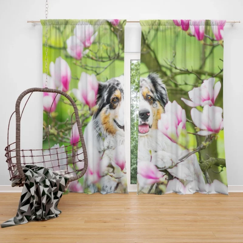 Australian Shepherd Amidst Magnolias Curtain