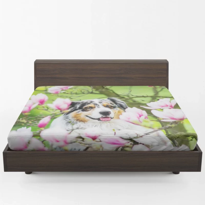 Australian Shepherd Amidst Magnolias Fitted Sheet