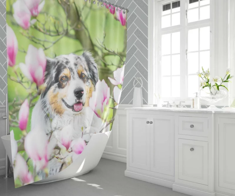 Australian Shepherd Amidst Magnolias Shower Curtain 1