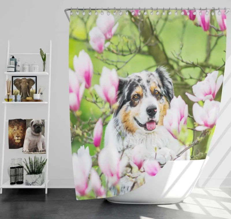 Australian Shepherd Amidst Magnolias Shower Curtain