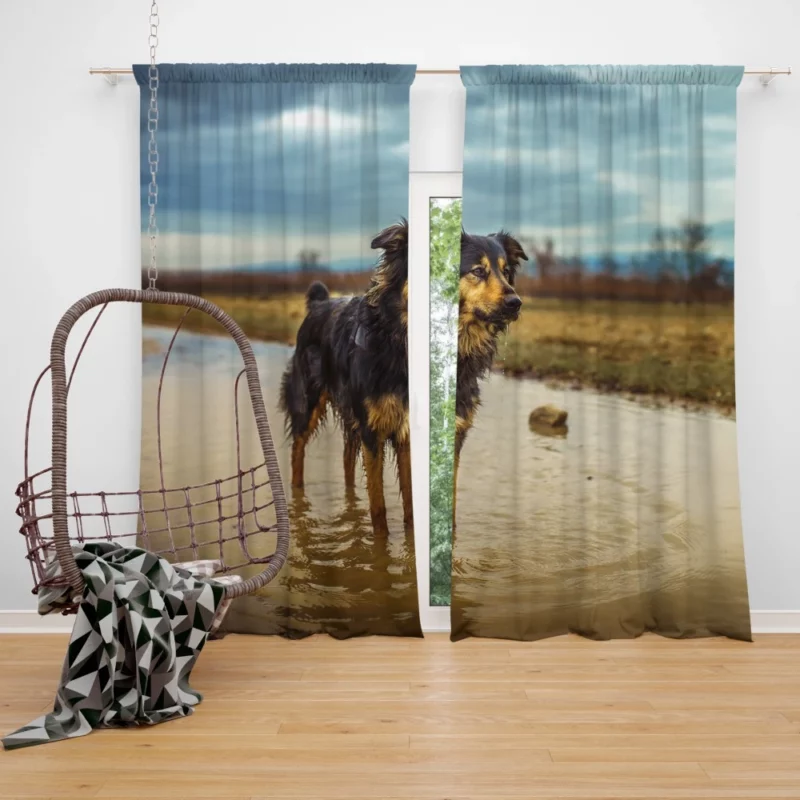 Australian Shepherd Amidst Water Blur Curtain