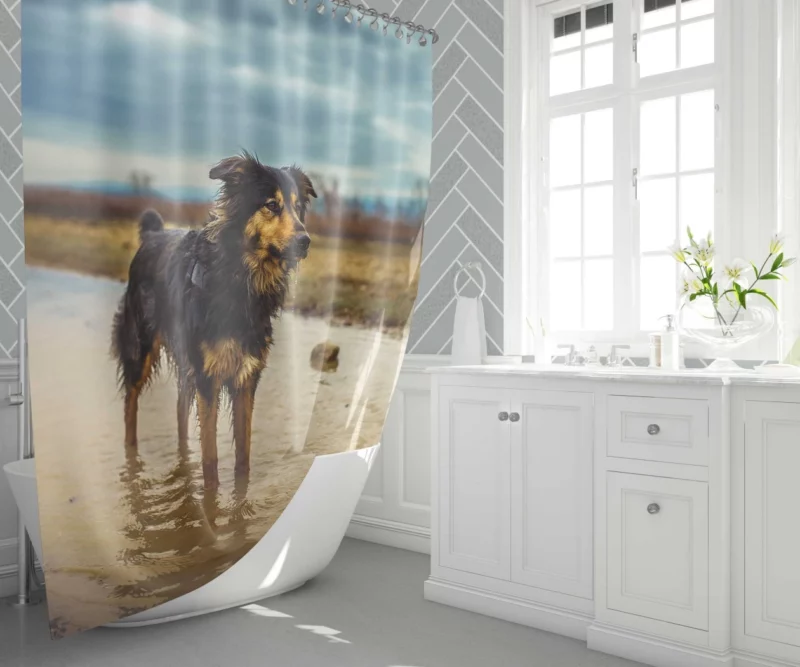 Australian Shepherd Amidst Water Blur Shower Curtain 1