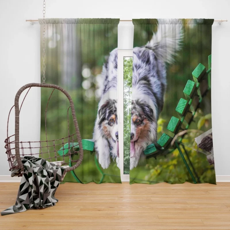 Australian Shepherd Bench Stare Curtain