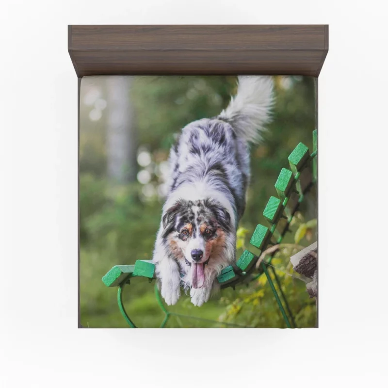 Australian Shepherd Bench Stare Fitted Sheet 1