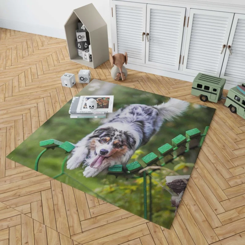 Australian Shepherd Bench Stare Rug 1