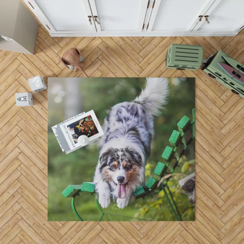 Australian Shepherd Bench Stare Rug