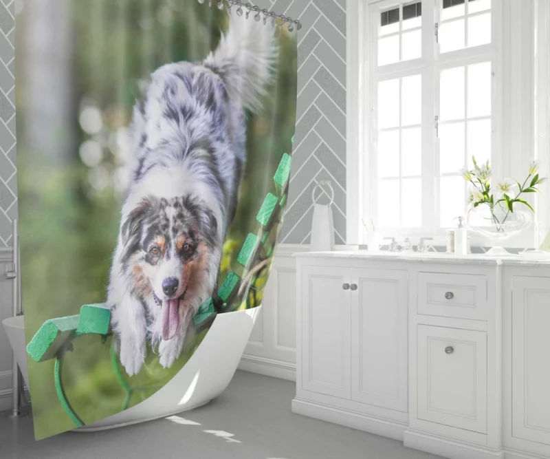 Australian Shepherd Bench Stare Shower Curtain 1