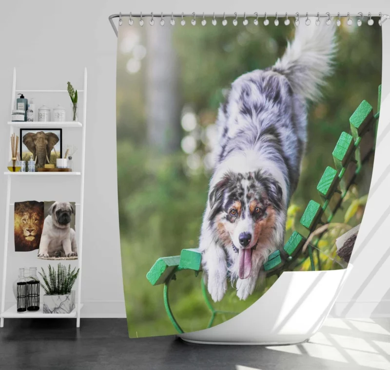 Australian Shepherd Bench Stare Shower Curtain