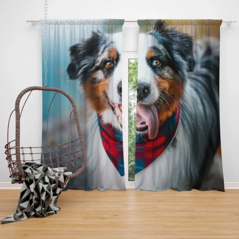 Australian Shepherd Blue-Eyed Aura Curtain