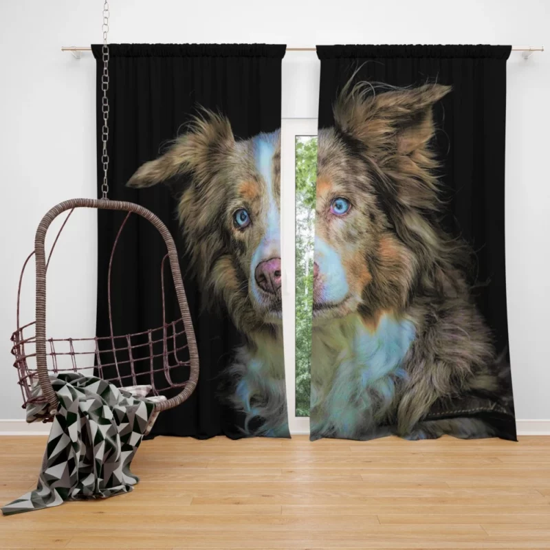 Australian Shepherd Blue-Eyed Wonder Curtain