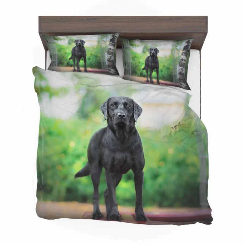 Australian Shepherd Bokeh Gaze Bedding Set 1