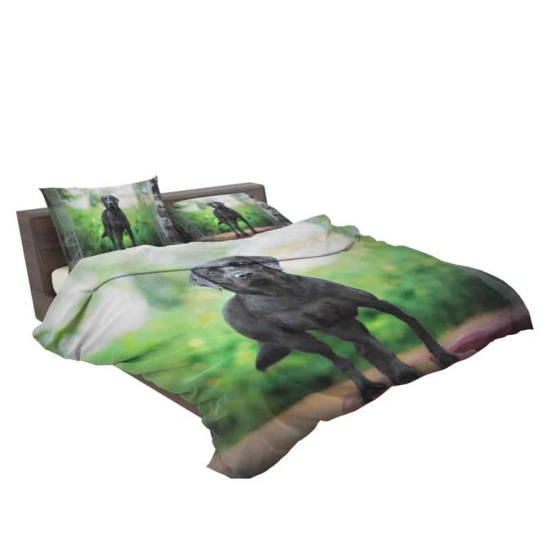 Australian Shepherd Bokeh Gaze Bedding Set 2