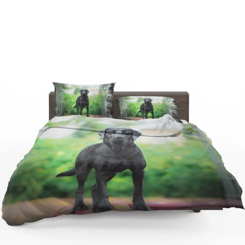 Australian Shepherd Bokeh Gaze Bedding Set