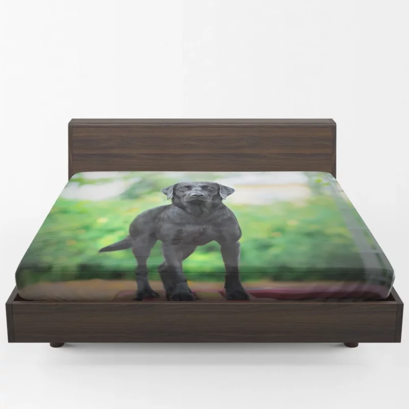 Australian Shepherd Bokeh Gaze Fitted Sheet