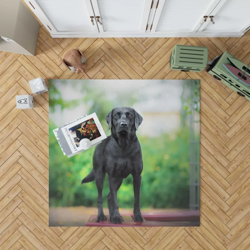 Australian Shepherd Bokeh Gaze Rug