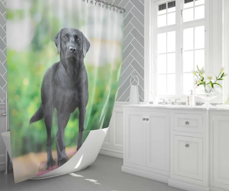 Australian Shepherd Bokeh Gaze Shower Curtain 1