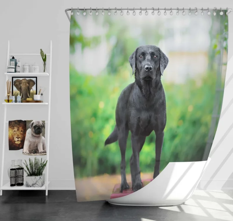 Australian Shepherd Bokeh Gaze Shower Curtain