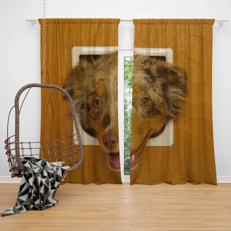 Australian Shepherd Captivating Headshot Curtain