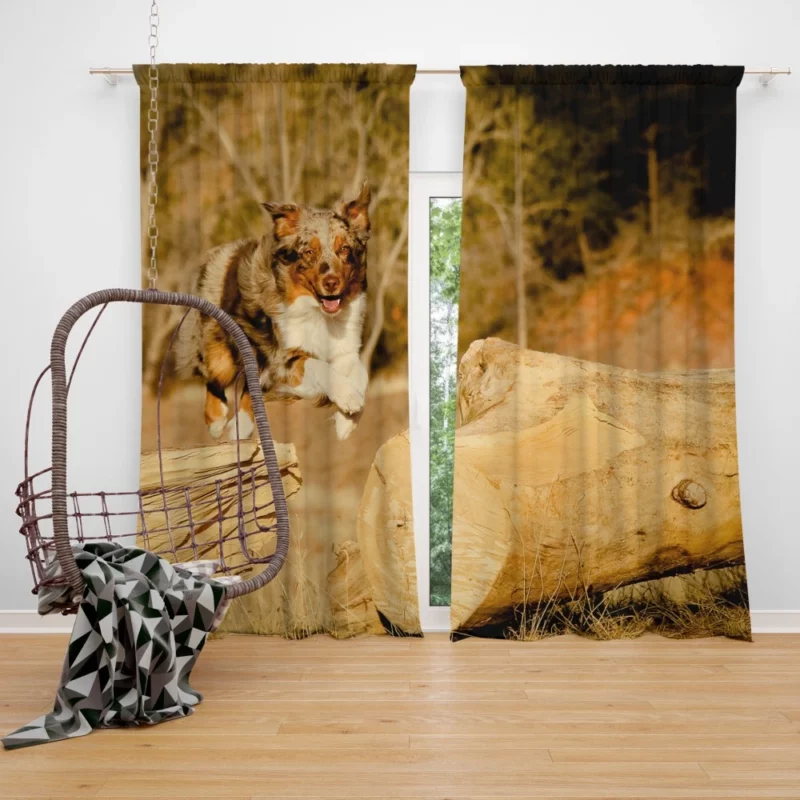 Australian Shepherd Dogs in Wild Motion Curtain