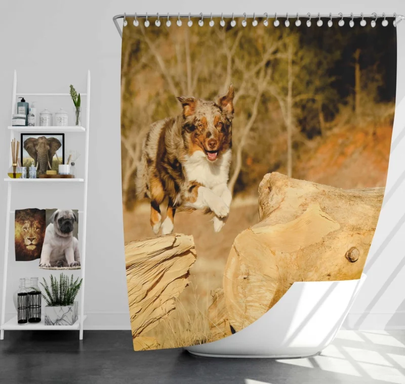 Australian Shepherd Dogs in Wild Motion Shower Curtain