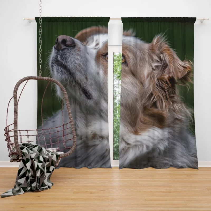 Australian Shepherd Energetic Charm Curtain