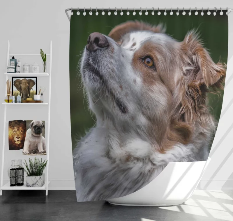 Australian Shepherd Energetic Charm Shower Curtain