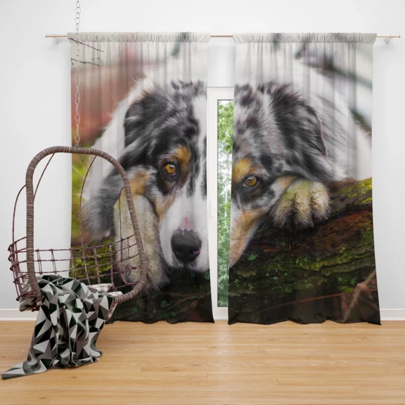 Australian Shepherd Enigmatic Gaze Curtain