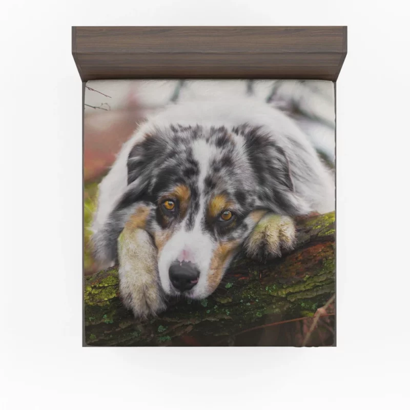 Australian Shepherd Enigmatic Gaze Fitted Sheet 1