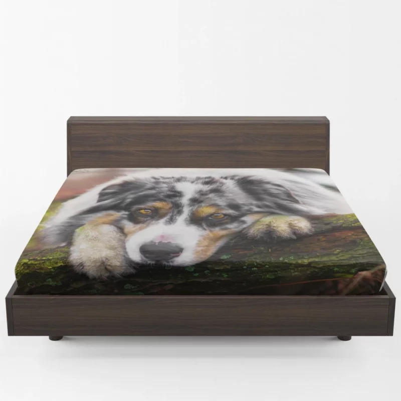 Australian Shepherd Enigmatic Gaze Fitted Sheet