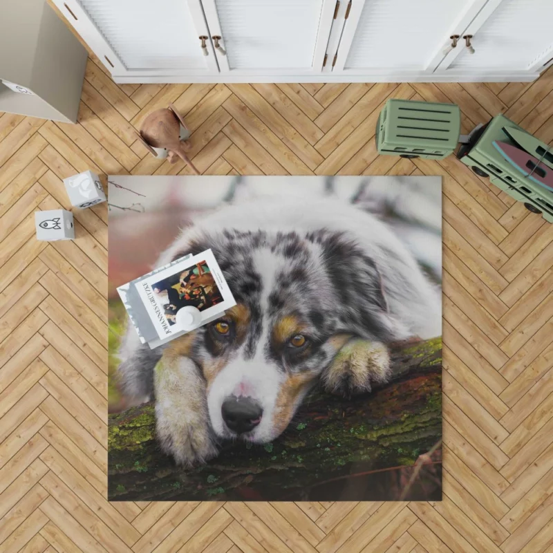 Australian Shepherd Enigmatic Gaze Rug