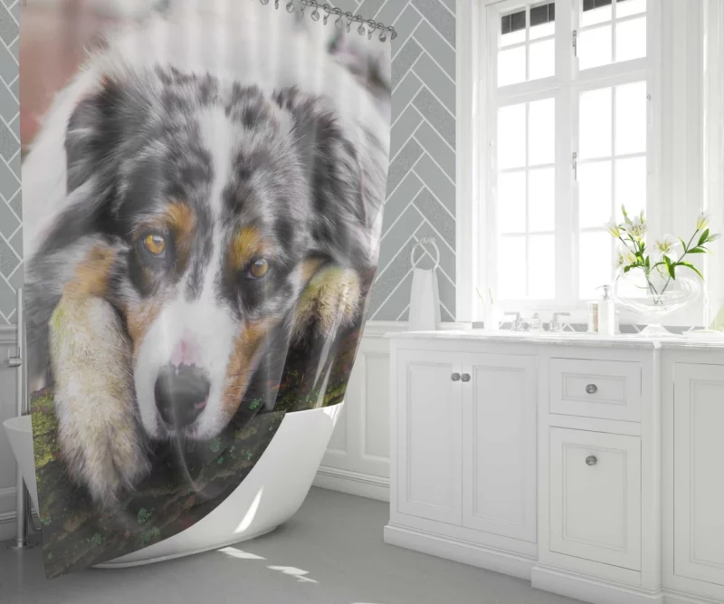 Australian Shepherd Enigmatic Gaze Shower Curtain 1