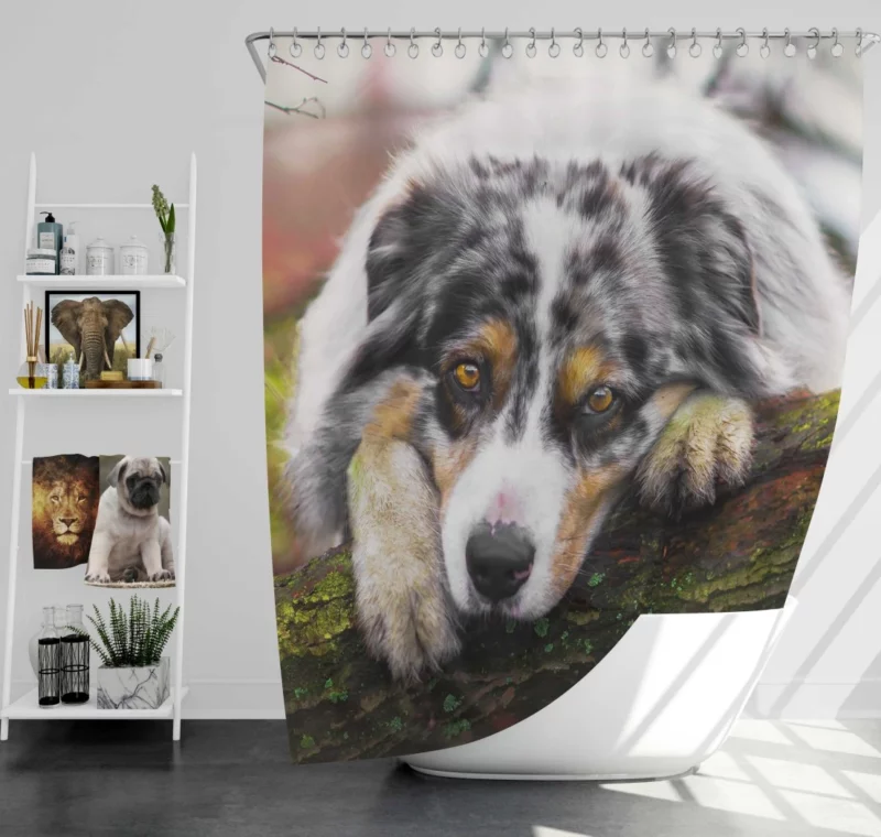 Australian Shepherd Enigmatic Gaze Shower Curtain