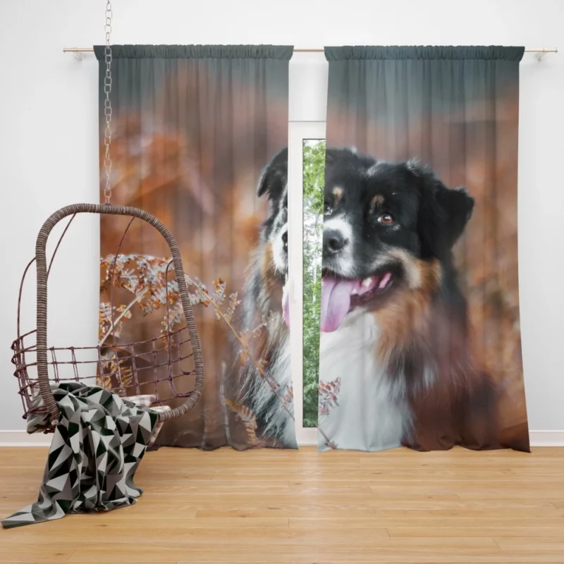 Australian Shepherd Fall Adventure Curtain