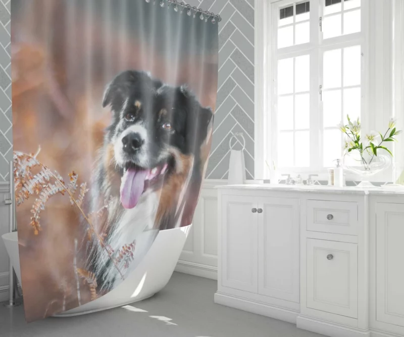 Australian Shepherd Fall Adventure Shower Curtain 1