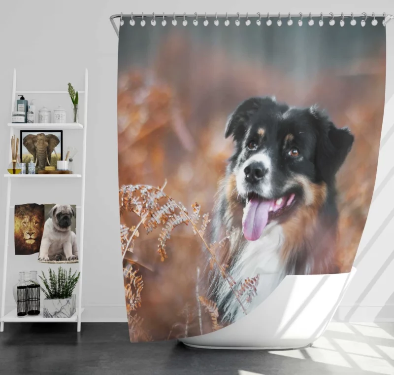 Australian Shepherd Fall Adventure Shower Curtain