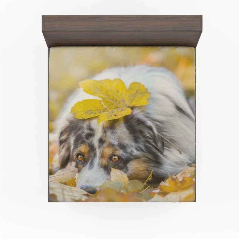 Australian Shepherd Fall Beauty Fitted Sheet 1