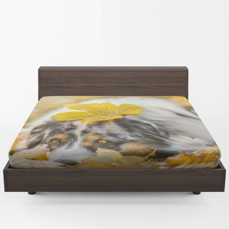 Australian Shepherd Fall Beauty Fitted Sheet