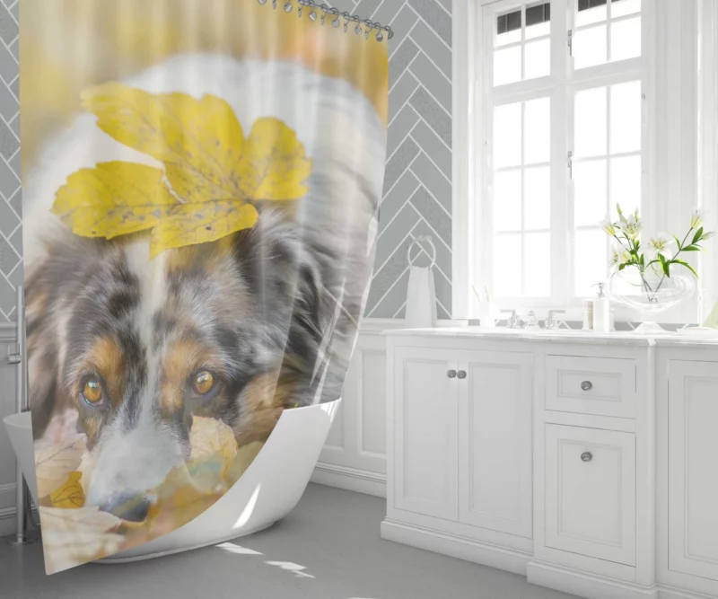 Australian Shepherd Fall Beauty Shower Curtain 1